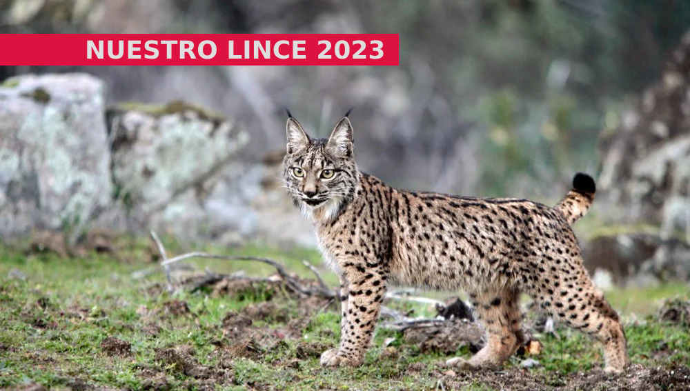 jtsec - Nuestro LINCE 2023